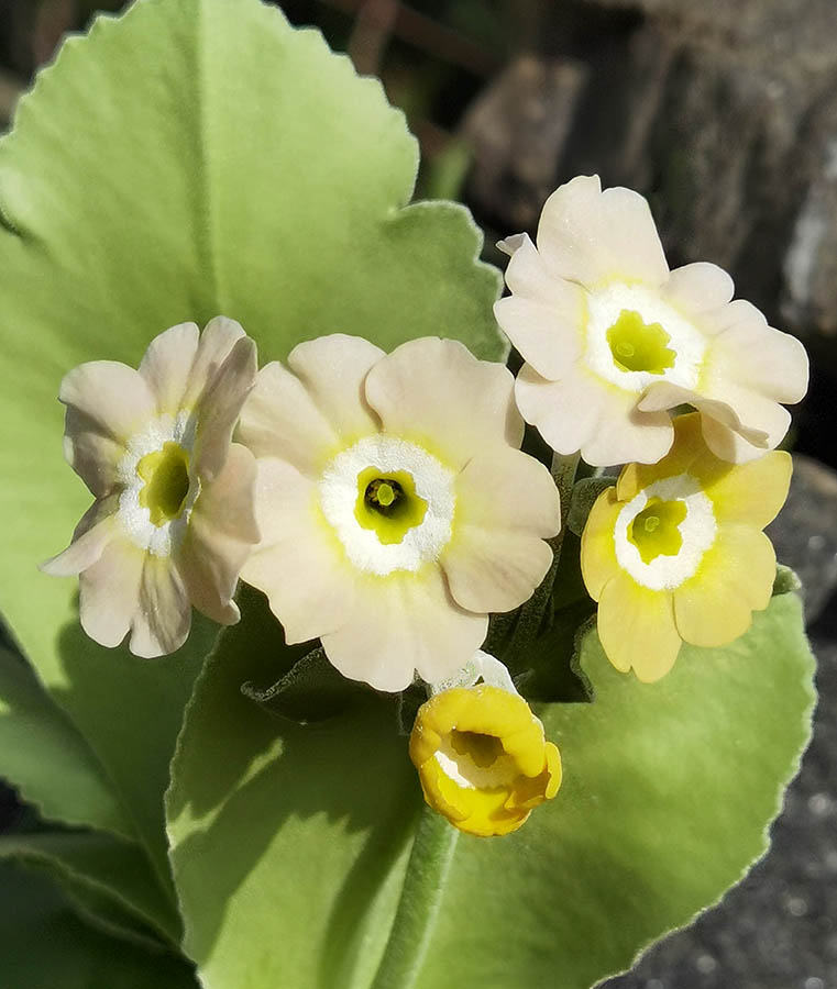 Primula x pubescens en fleurs dans un milieu semi-ombragé avec un sol riche en humus